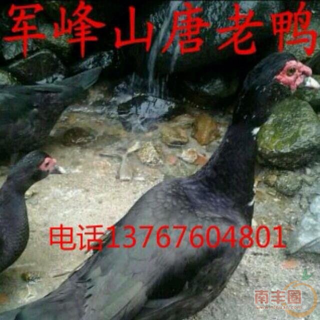 081613c66qdh4u8j85ddyy.jpg