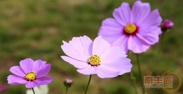 阳光下的花.jpg