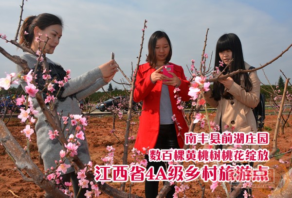 桃花开.jpg