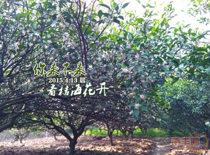 看桔海花开.jpg