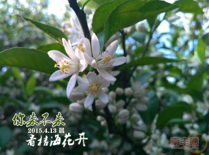 看桔海花开3.jpg