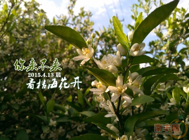 看桔海花开2.jpg