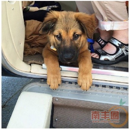 救援狗狗_06.jpg