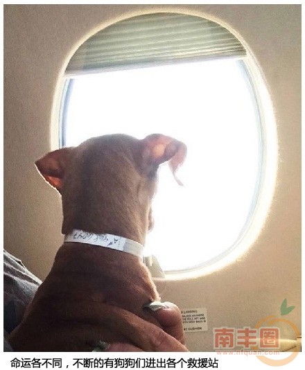 救援狗狗_07.jpg