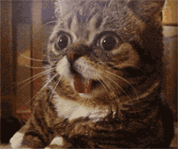 0.gif