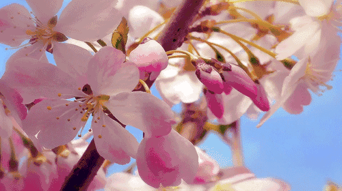 da9f682ebd15109e634d7846f6db543c.gif