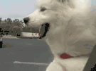 c213b8f8759eb4b923d9a6daa75131b4.gif