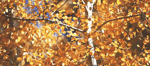 f37d90b227ac12e79ea0ba5f3cb03911.gif