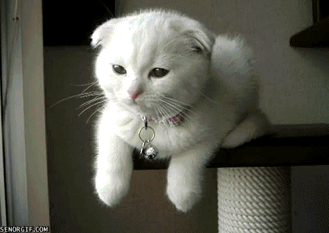 62d1afc1e3260a97b0fd0bc2e6c9cdf4.gif