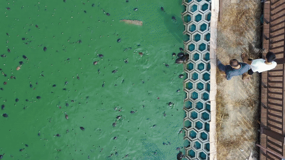 225751maggurnrxpph0fff.gif
